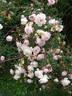 Falkland rose photo