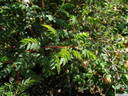 Falkland rose photo