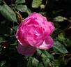 Skylark rose photo