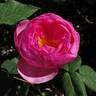 Skylark rose photo