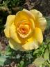 St. Patrick ™ rose photo