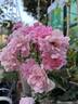 Mevrouw Nathalie Nypels rose photo