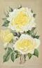 Kaiserin Auguste Viktoria rose photo