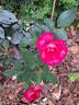 Guignol rose photo