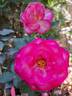 Guignol rose photo
