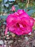 Guignol rose photo