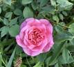 Archiduc Joseph rose photo