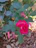 Guignol rose photo