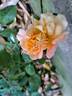 Aloha ® rose photo