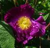La Belle Sultane rose photo