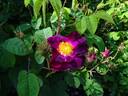 La Belle Sultane rose photo