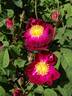 La Belle Sultane rose photo