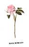 <i>Rosa rubicans</i> rose photo