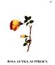 Austrian Copper rose photo