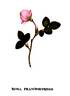 <i>Rosa francofurtana</i> Borkh. rose photo