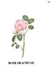 Gracieuse rose photo
