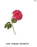 Surpasse Singleton rose photo