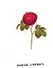 Feu Amoureux rose photo