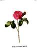 Aimable Rouge rose photo