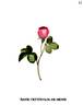 Centfeuille de Hesse rose photo