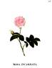Agatha Incarnata rose photo