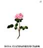 Champagnensis major rose photo