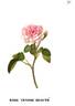 Tendre Beauté rose photo