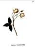 R. moschata rose photo