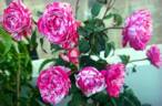 Emilia Castelli rose photo