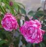 Emilia Castelli rose photo