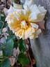 Aloha ® rose photo