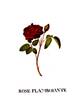 Flambojante rose photo