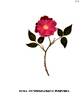 Indica purpurea rose photo