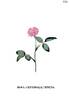 Centifolia Minima rose photo