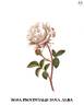 Unique Provence rose photo