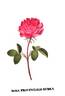 Rosa provincialis rubra rose photo