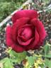 Arctic Flame rose photo