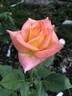 Royal Welcome ™ rose photo