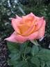 Royal Welcome ™ rose photo