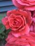 America rose photo