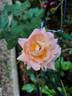 Jazz Festival rose photo