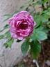 Nautica rose photo