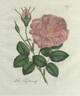 Tapetenrose rose photo