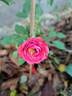 Romantic Date rose photo