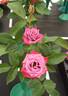 Dr. John Dickman rose photo