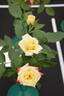 Dancing Flame ™ rose photo