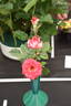 Magic Show rose photo