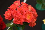 Ruby Baby rose photo