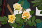 Dancing Flame ™ rose photo