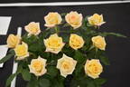 Dancing Flame ™ rose photo